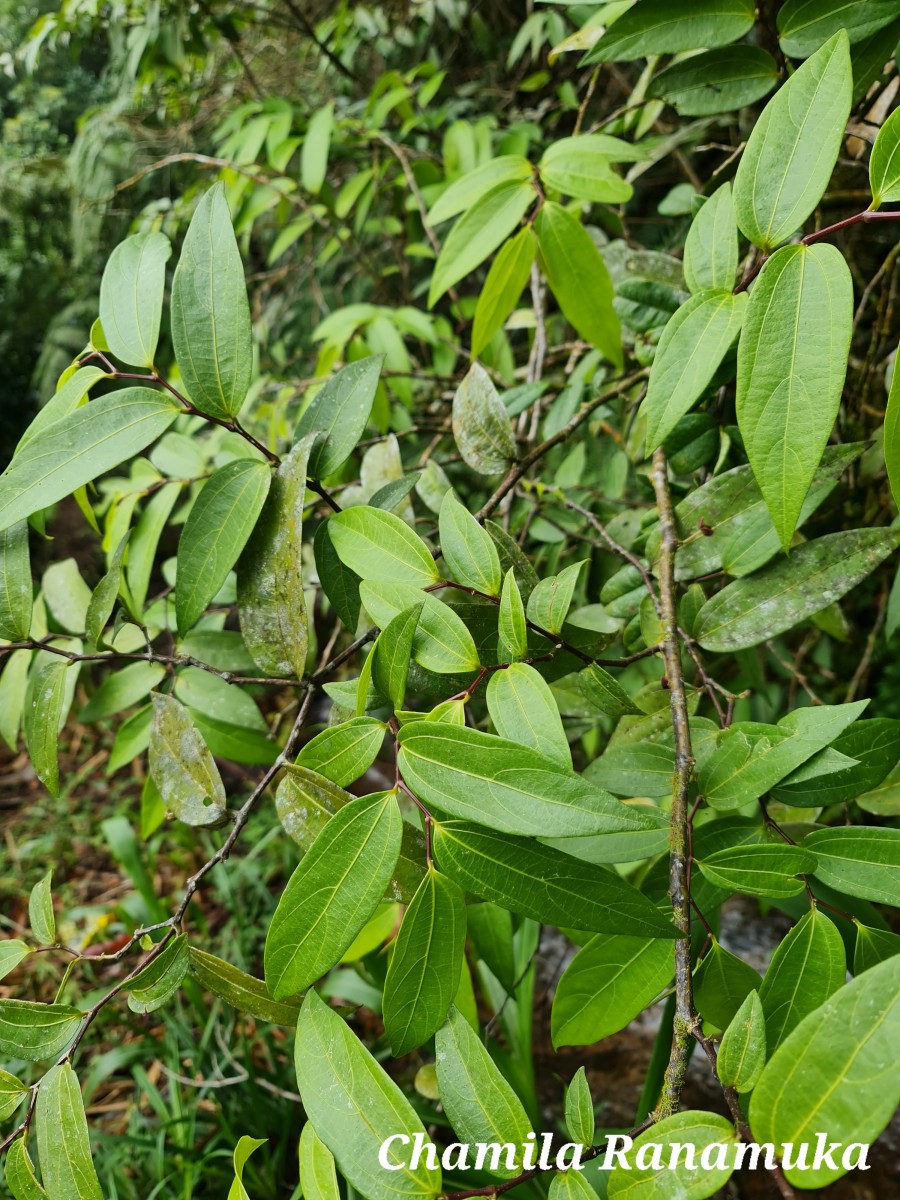 Thottea siliquosa (Lam.) Ding Hou